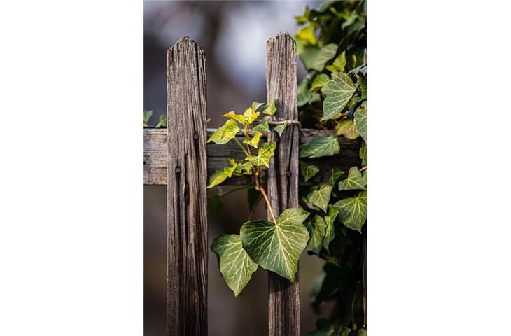 Heavy Duty Wood Fence Gate Hinges: Essential Guide and Needs - Blogs - 3