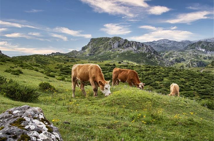 The Essential Guide to Pasture Gate Hinges - Blogs - 1