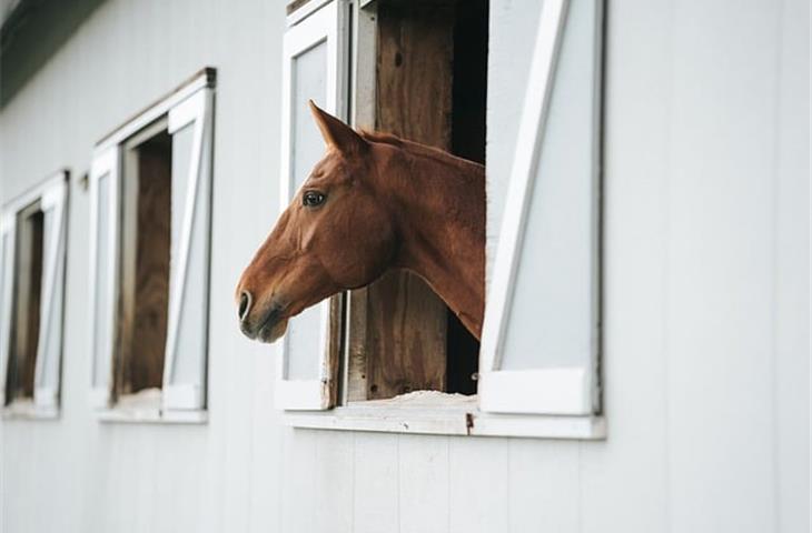 The Essential Guide to Barn Gate Hinges - Blogs - 1